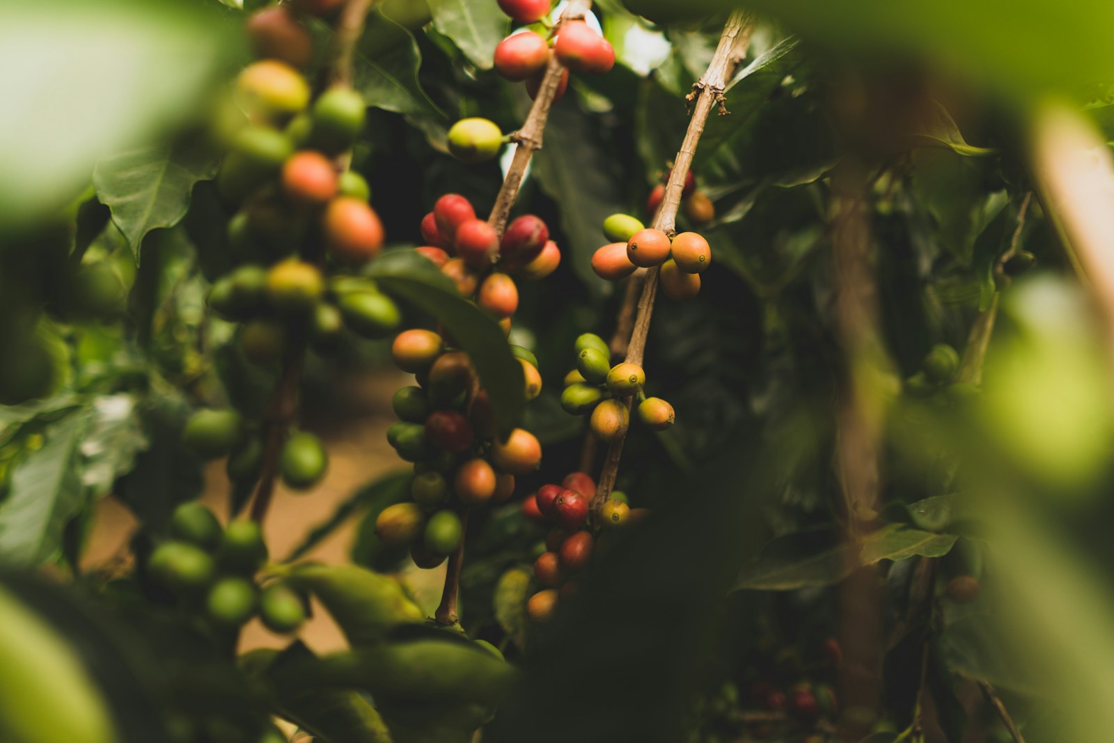 Ripe coffee cherries on the branch in warm light
